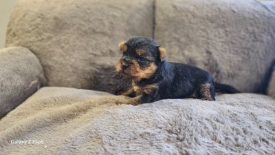 Les chiots de Yorkshire Terrier