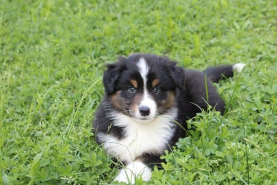 Les chiots de Berger Australien