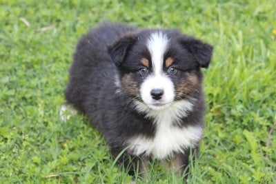 Les chiots de Berger Australien