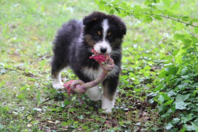 Les chiots de Berger Australien