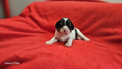 Les chiots de Cavalier King Charles Spaniel