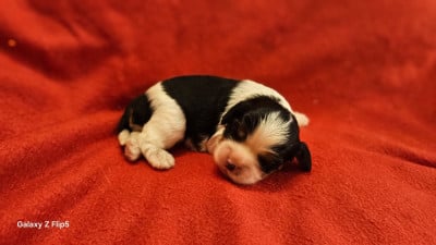 Les chiots de Cavalier King Charles Spaniel