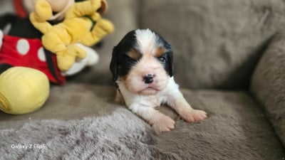 Les chiots de Cavalier King Charles Spaniel