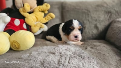 Les chiots de Cavalier King Charles Spaniel