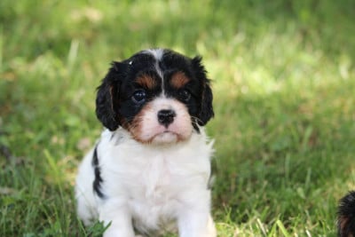 Les chiots de Cavalier King Charles Spaniel