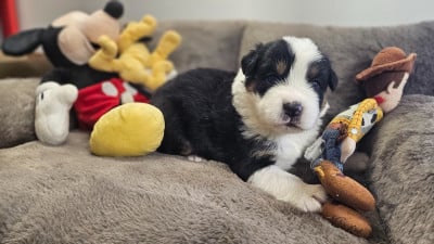 Les chiots de Berger Australien