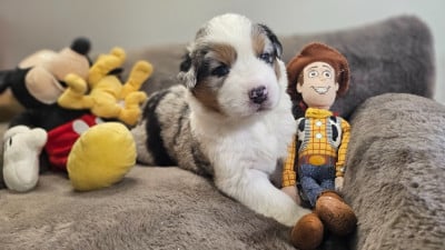Les chiots de Berger Australien