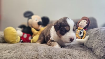 Les chiots de Berger Australien