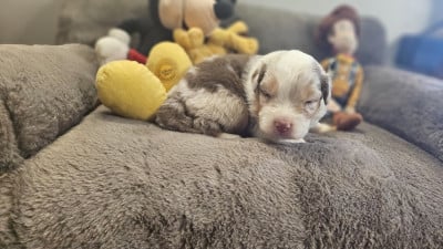 Les chiots de Berger Australien