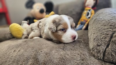 Les chiots de Berger Australien