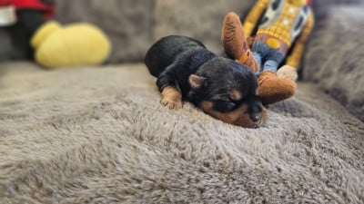 Les chiots de Yorkshire Terrier