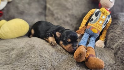 Les chiots de Yorkshire Terrier
