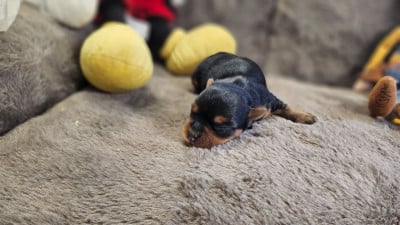 Les chiots de Yorkshire Terrier