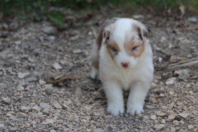 Les chiots de Berger Australien