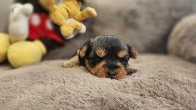 Les chiots de Yorkshire Terrier