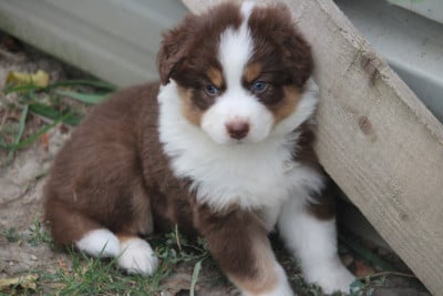 Les chiots de Berger Australien