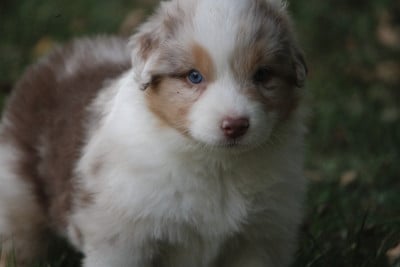 Les chiots de Berger Australien