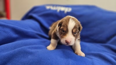 Les chiots de Berger Australien