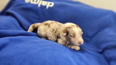 Les chiots de Berger Australien