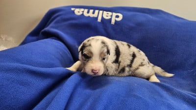 Les chiots de Berger Australien