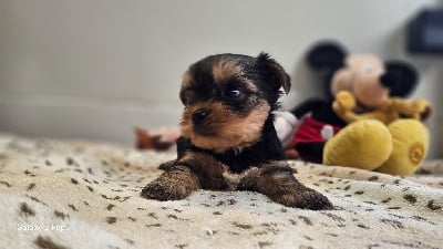 Les chiots de Yorkshire Terrier