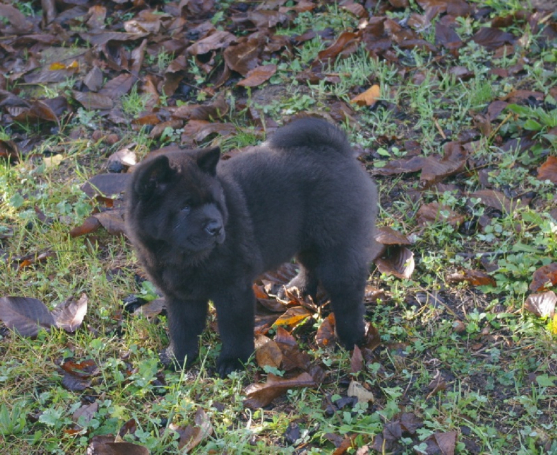 French kiss da ying de Zheng He