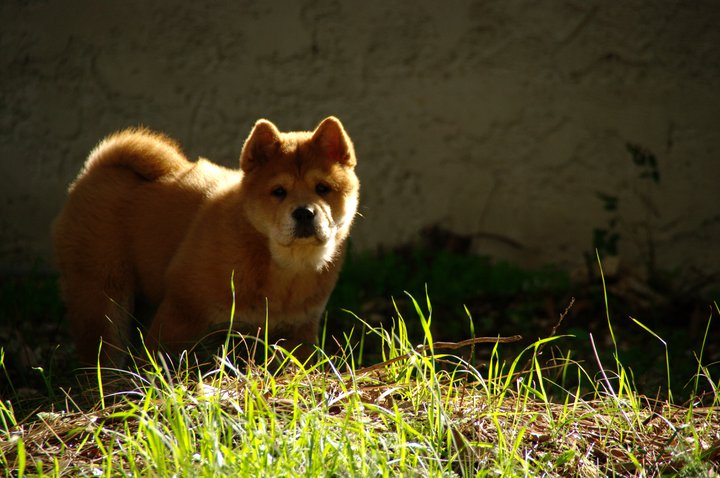 French can-can da an de Zheng He