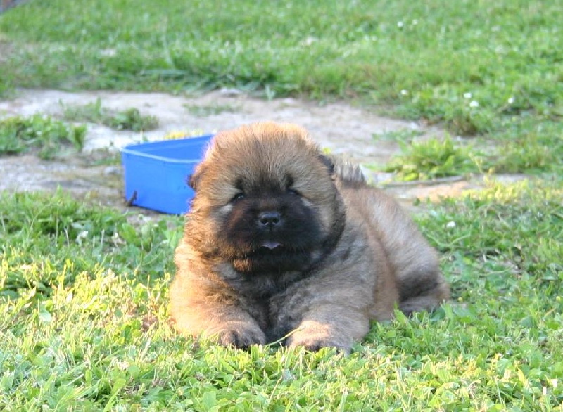 Eye candy bohua de Zheng He