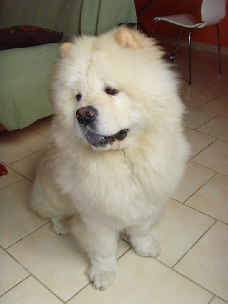 Eye catcher beng beng de Zheng He