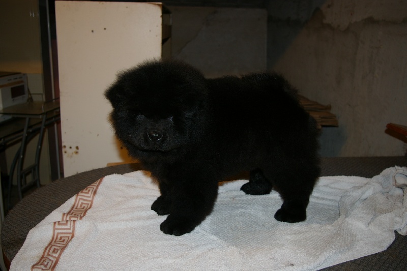 Fantastic aramis ci xiang de Zheng He