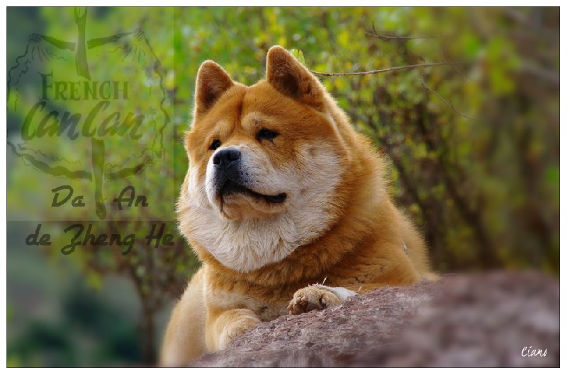 French can-can da an de Zheng He