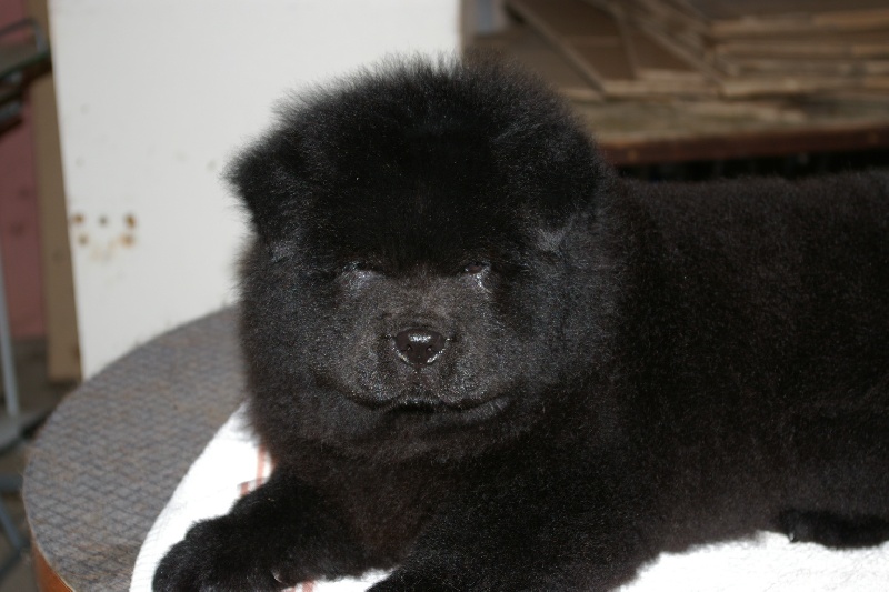 Fantastic aramis ci xiang de Zheng He