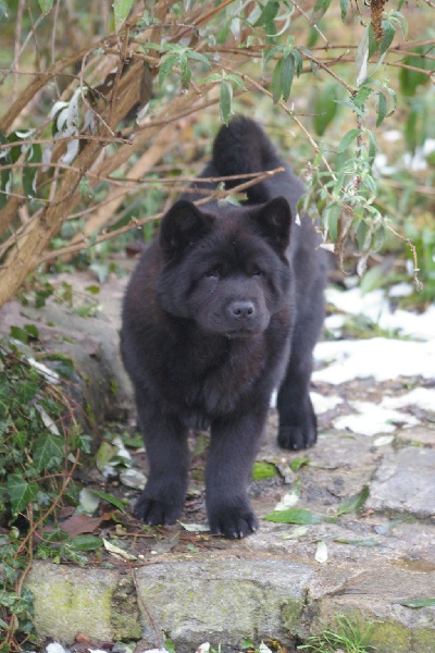 French kiss da ying de Zheng He