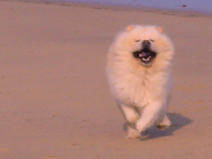 Eye catcher beng beng de Zheng He