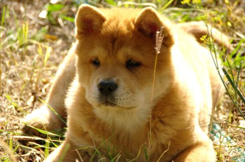 French can-can da an de Zheng He