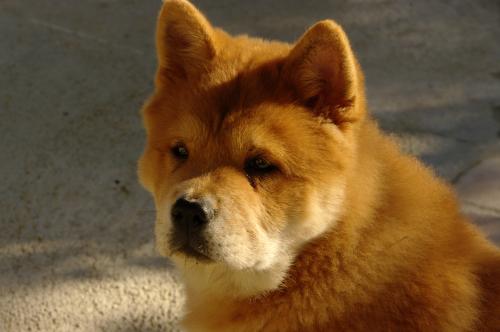 French can-can da an de Zheng He