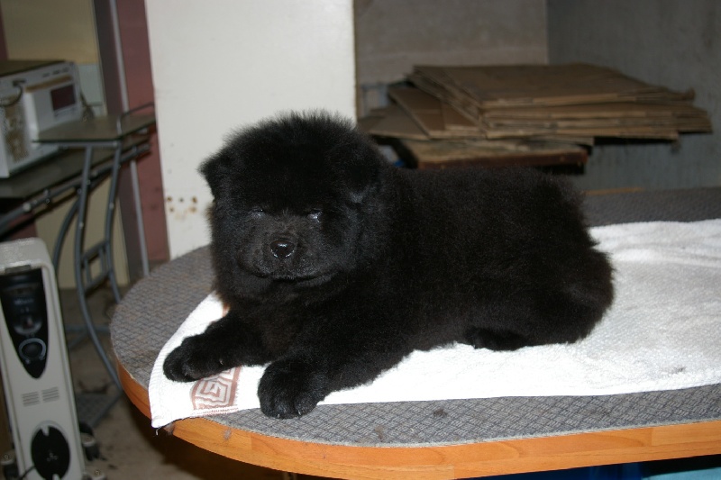 Fantastic aramis ci xiang de Zheng He