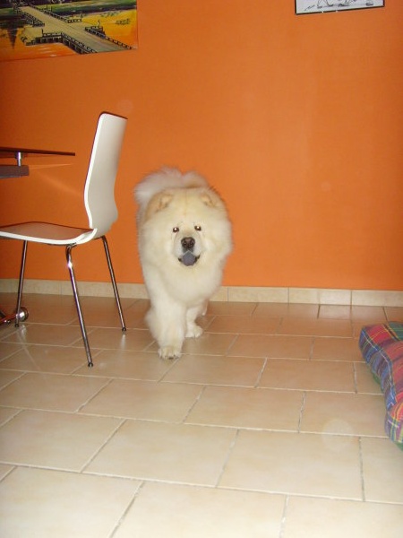 Eye catcher beng beng de Zheng He