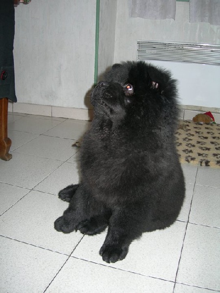 Fantastic aramis ci xiang de Zheng He