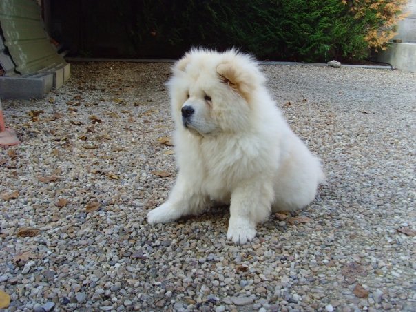 Eye catcher beng beng de Zheng He