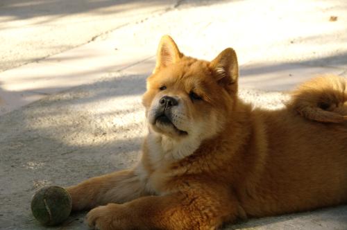 French can-can da an de Zheng He