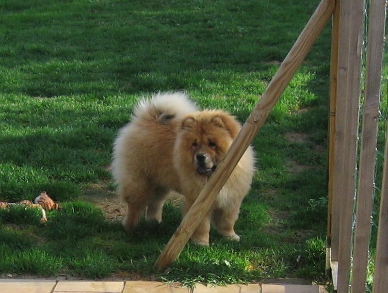 Eye candy bohua de Zheng He