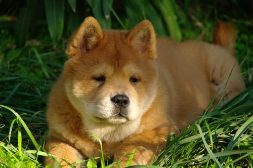 French can-can da an de Zheng He