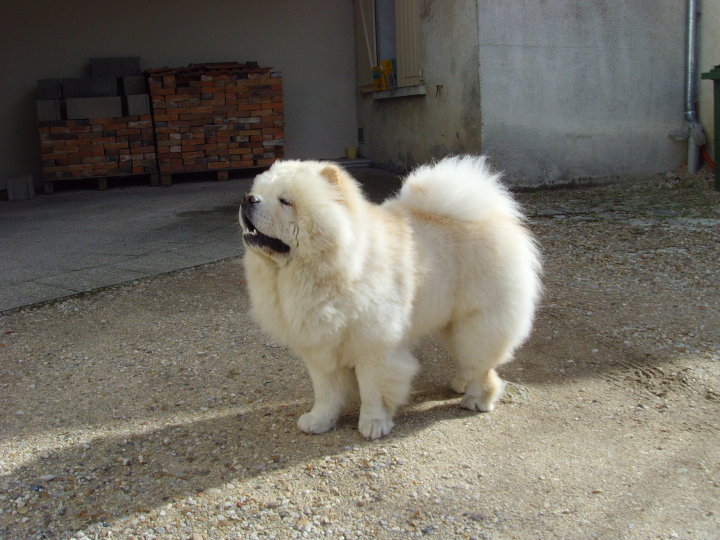 Eye catcher beng beng de Zheng He