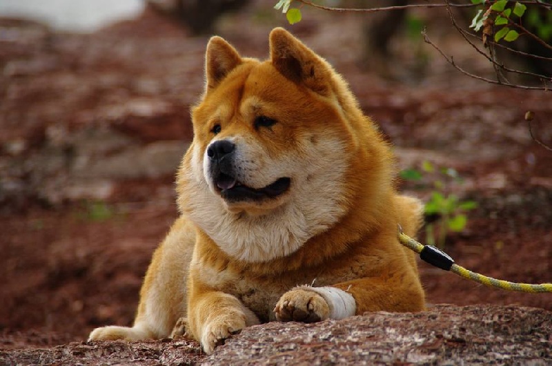 French can-can da an de Zheng He