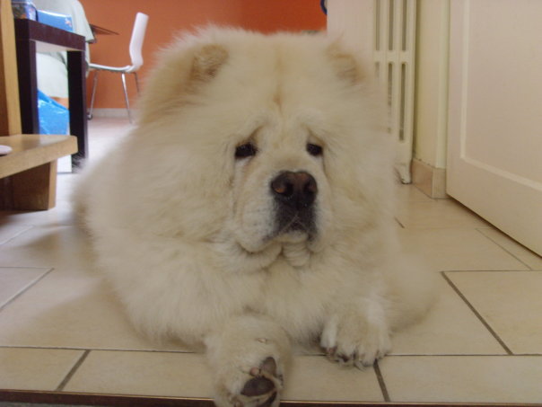 Eye catcher beng beng de Zheng He