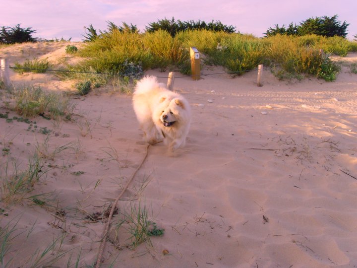 Eye catcher beng beng de Zheng He