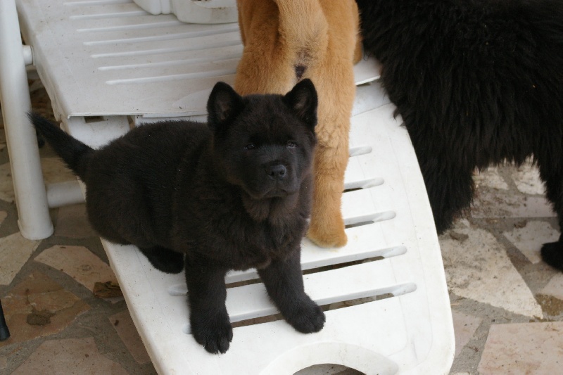 French kiss da ying de Zheng He