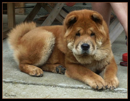 Game on en yu de Zheng He