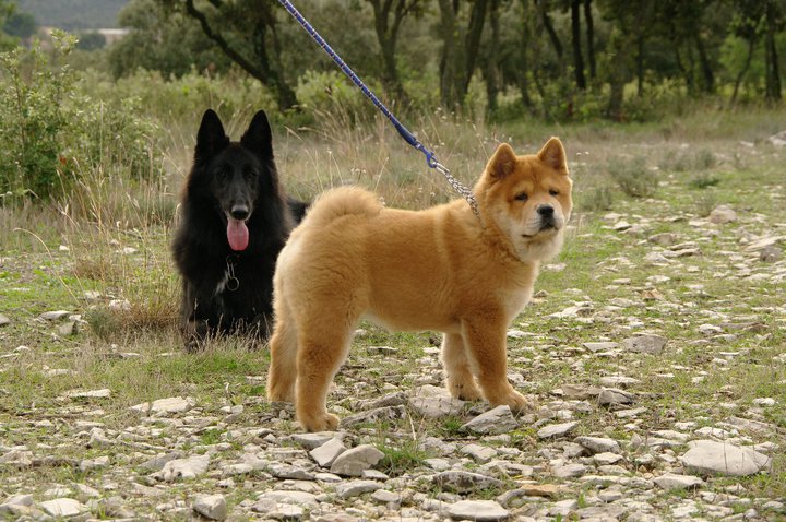 French can-can da an de Zheng He